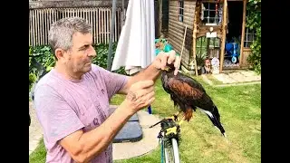 WOODY THE HARRIS HAWK BEAK TRIM AND COOLING OFF