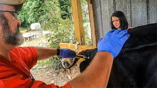 Our Dairy Cow Is Sick What Do We Do?