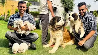 India’s Biggest Dog Farm in Haryana 😱 | Saint Bernard & White Husky
