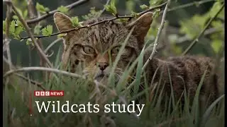 European wildcats could be seen again in England for first time in 100 years (UK) 18/Nov/2025