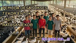 Modal 7 Ekor Jadi Bisnis Ratusan Ekor! Rahasia Sukses Ternak Entok Pemuda Desa