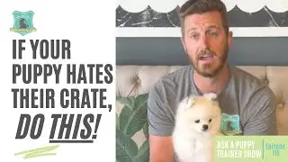 If Your Puppy Hates Their Crate, Do This! | AAPTS Ep. 115