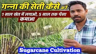 Sugarcane Farming Is the Best Choice for Farmers: Low Investment, Less Input Cost, High Profit
