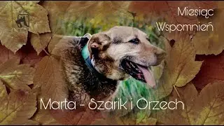 Miesiąc Wspomnień | Marta - Szarik i Orzech 🎈