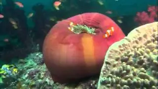 Clownfish Natural Habitat (Share by Clownfish Breeding Solutions)
