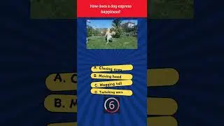 How does a dog express happiness? #quiz #mindgames #riddlebox