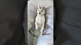 CUTE Mini Huskies Look Like &ldquo;Distinguished Gentlemen&rdquo;