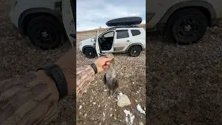 Gezerken d&uuml;şen &ouml;rdeğe bulduk