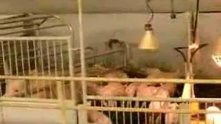 .schweinchen im prickingshof in nrw bei bauer ewald