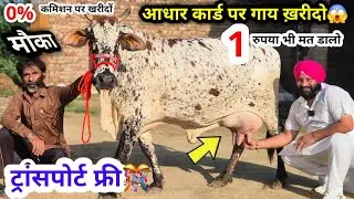 आधार कार्ड पर गाय ख़रीदो😱!! ट्रांसपोर्ट फ्री✅!! 1 रुपया भी मत डालें🔥!! आने जाने का किराया फ्री🎊 offer