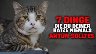 Die sieben tödlichen Sünden bei Katzen!