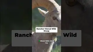 Клоны ранчо Дикие овцы