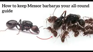 The Messor Barbarus care guide!