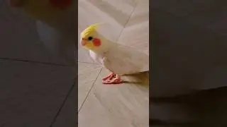 Cockatiel's Hilarious Floor Dancing 😁😆    #cockatiel #funnycockatiel #ytshorts #cutebird