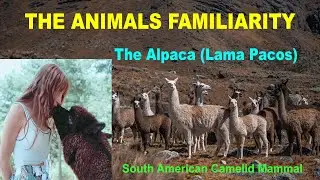 The Alpaca (Lama pacos) | The Animals Familiarity | Know the Animals