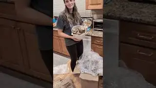 Cat attack! Replacing their rare 100-year anniversary mixing bowl 😼