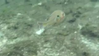 Iphone 6 underwater video using JOTO universal waterproof case in alexander springs