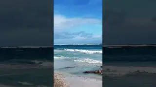 #oceanvibes #beach #geraldton #beachlovers #westernaustralia #travelling #travelshorts
