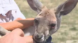 Roaming kangaroo injured after being hit on Kansas City-area interstate