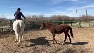 8986 - Moab - Lil Mo first month of gentling