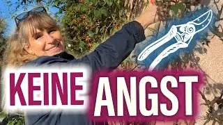 Aufräumen: ALTE Rosen JETZT zurückschneiden -  für Blütenpracht! 🌹🥶☀️ BEISPIEL: an schattiger WAND