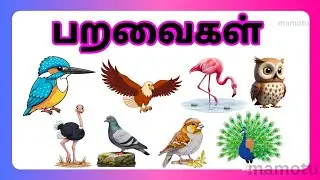 Birds Names in Tamil for Kids | Fun Learning for Kids & Children |@mamotu.