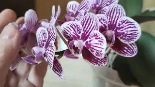 Орхидея фаленопсис Little Zebra. 26 декабря 2024 года.