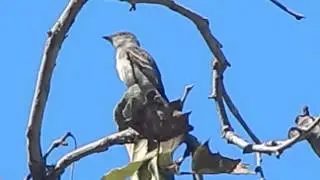 Dusky Flycatcher