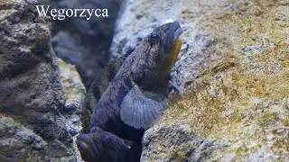 Węgorzyca (Zoarces viviparus). Viviparous eelpout