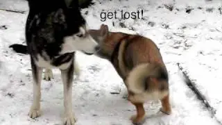 Shikoku ken puppy teasing a senior siberian husky