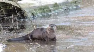Cute Otter Grooming on Lost Lagoon