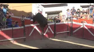 Vaca de Santos Zapater&iacute;a salta puerta de toriles en Cadreita. 21 julio 2025