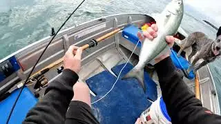 Gold Coast fishing after a #storm on Monday, I headed out for a Quick #fish #dog #life #australian