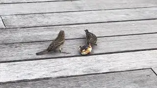 Little Birds Eat Bread