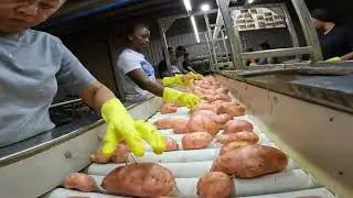 Packing Facility Tour  Sweet Potato 2023