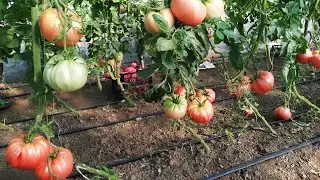Tohumdan Hasada Yerli Pembe Domates Fotoğrafları)