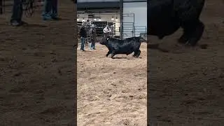 Happy Cow at National Western Stock Show 2024