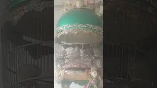 PANCINGAN SUARA BURUNG PERKUTUT BANGKOK MANGGUNG GACOR