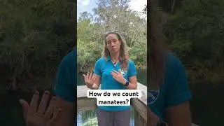 How do we count #manatees at Blue Spring State Park?