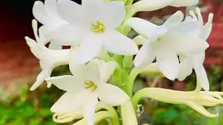 Rajnigandha – A Fragrance That Captures the Soul #videos #viralvideos #viral 