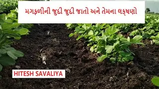 મગફળીની જુદી જુદી જાતો અને તેમનાં લક્ષણો/ Different types of Groundnut Variety and their Character