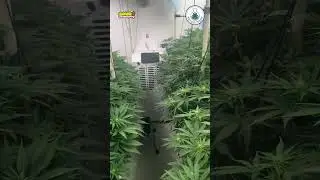 Sour Strawberry &ndash; Fresh Strawberry Aroma & Tangy Hybrid Twist