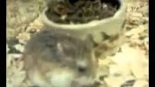 hamsterworld