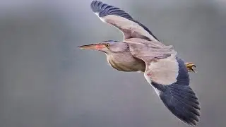 All about Yellow bittern-booming call,stretching its neck,feeding on shrimp dragonfly&its juveniles.