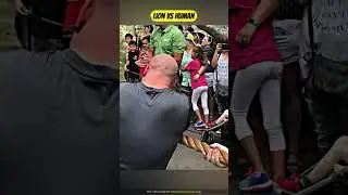 Lion VS Human