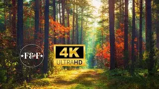 Wonderful flute music to help you to sleep, study and relax