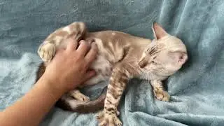 Мраморный бенгальский котёнок Benshir Oddy