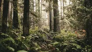 Час Спокойного Расслабляющего пианино/Calm Relaxing Music Ambient Piano | Sound Rain | Sound Forest