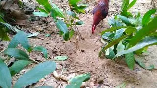Spotted Trap for hunting wild chicken | Ka Idea Channel
