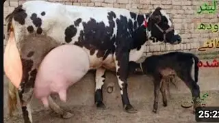Cholistani friesian gay 24 litre dudh number 03020015876